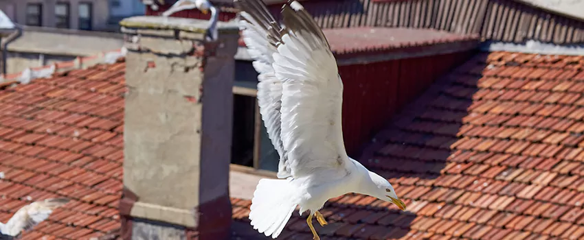 Residential Chimney Animal Removal Solution in Holt, MI