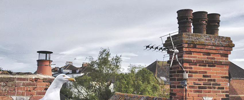 Chimney Cleaning And Restoration in Holt, Michigan